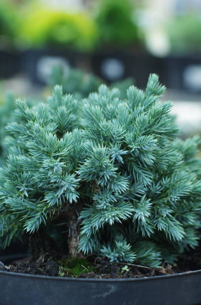 Juniperus squamata Blue Star. Flaky Juniper Juniperus squamata Blue Star. Flaky Juniper squamata stock pictures, royalty-free photos & images