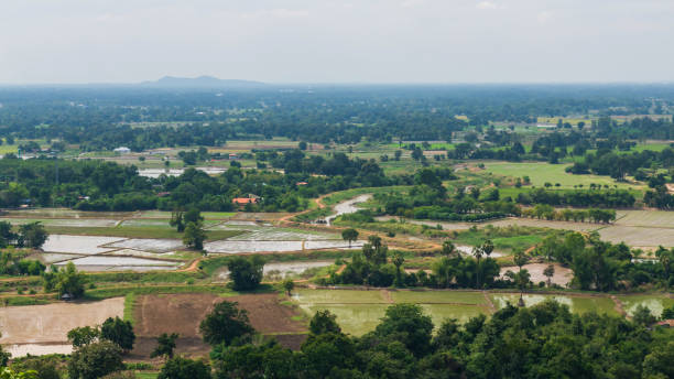 istock Top view of rice farm in Uthai Thani, Thailand 1354485698