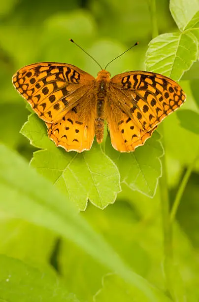 Photo of Butterfly - Great Spangled Fritillary