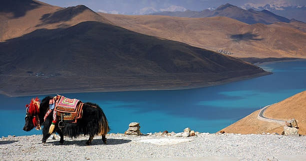 istock Black Tibetan yak in front of a blue lake 135448976