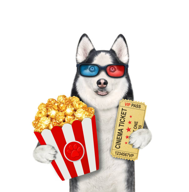 istock Dog husky holds cinema ticket and popcorn 1354490368