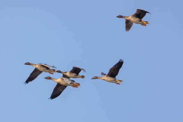 istock a group of bean goose in flying 1354491740