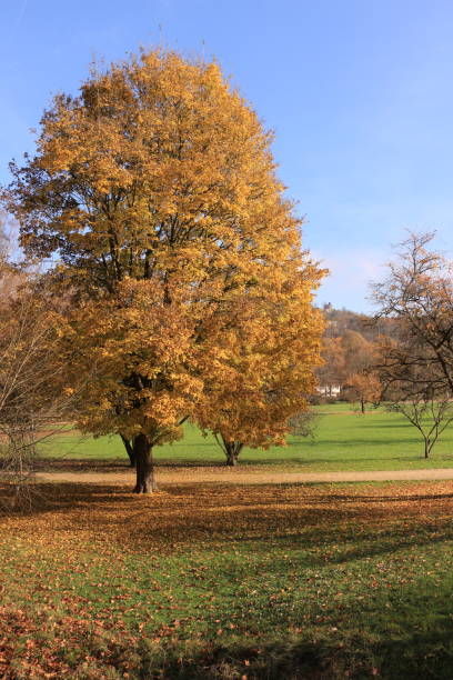istock Sunny autumn day in Bad Kissingen 1354491755
