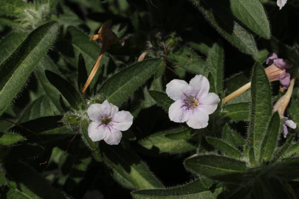 "wilde petunien" blume - ruellia humilis - 11892 stock-fotos und bilder