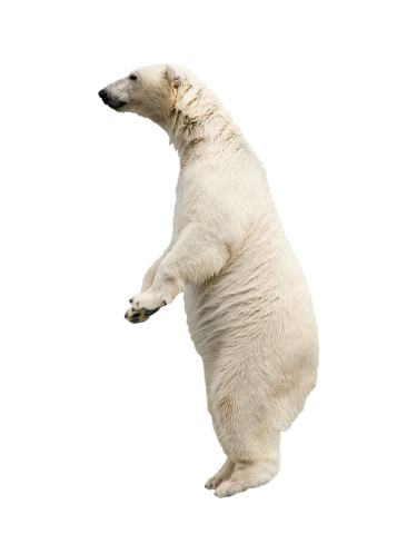 Standing polar bear. Isolated over white background