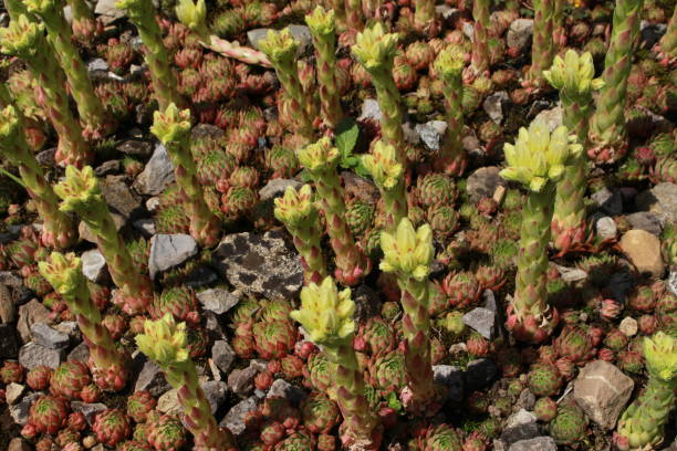 flores de "rolling hen and chicks" - jovibarba globifera subsp. hirta - 11902 - fotografias e filmes do acervo