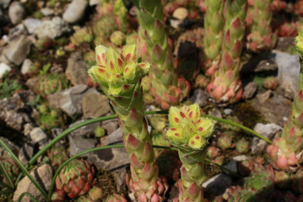 "Rolling Hen and Chicks" flowers - Jovibarba Globifera subsp. Hirta "Rolling Hen and Chicks" flowers (or Fransen-Hauswurz) in St. Gallen, Switzerland. Its Latin name is Jovibarba Globifera subsp. Hirta (Syn Sempervivum Globiferum), native to central - southern Europe. 11904 stock pictures, royalty-free photos & images