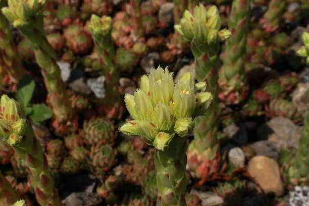 fleurs « poule roulante et poussins » - jovibarba globifera subsp. hirta - 11901 photos et images de collection