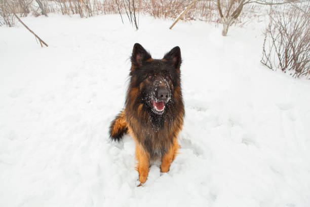 istock German shepherd playing in the snow. 1354493925