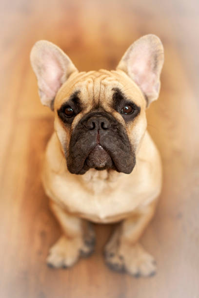 istock French bulldog portrait at home. 1354496082