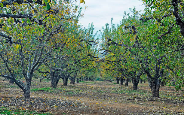 istock Apple Orchard in November 1354502365
