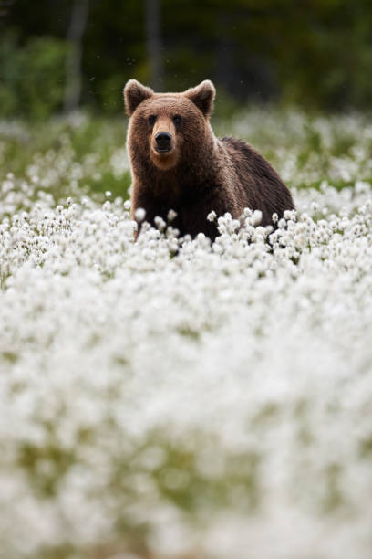 istock Brown bear (Ursus arctos) walks among the cotton grass. 1354503709