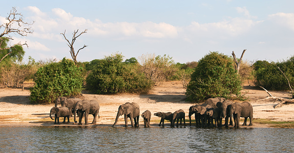 In Botswana, a herd of elephants, Loxodonta africana, made up of tiny and small females, drinks along the Chobe river. Beautiful African landscape with a herd of elephants.