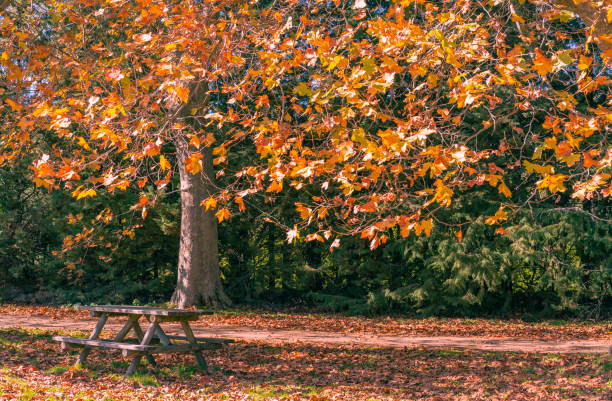 istock picnic table under three with leaves in ground during autumn 1354507418