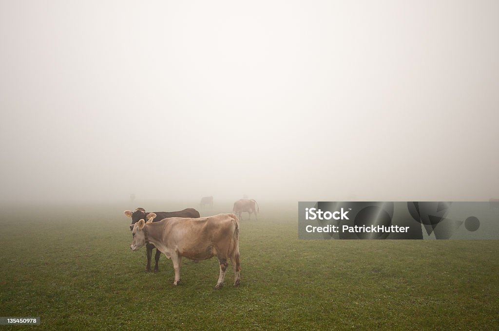 Mucche nella nebbia - Foto stock royalty-free di Autunno