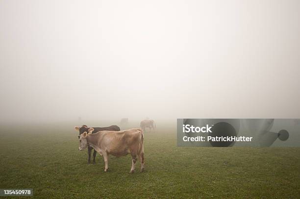 Mucche Nella Nebbia - Fotografie stock e altre immagini di Autunno - Autunno, Composizione orizzontale, Fotografia - Immagine