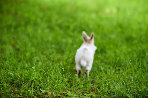 istock Little white fluffy rabbit jumping on vivid green lawn, blurred unfocused background 1354510015