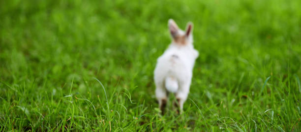 istock Little white fluffy rabbit jumping on vivid green lawn, blurred unfocused background 1354510029