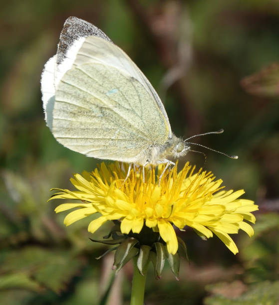 istock A lovely image of a white butterfly perching on a yellow dandelion with a blurred background. 1354510256