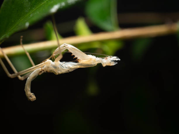 istock Close up shoot of Praying Mantis 1354512638