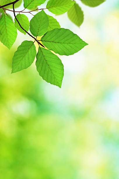 istock Green Foliage Background XXXL 135451405