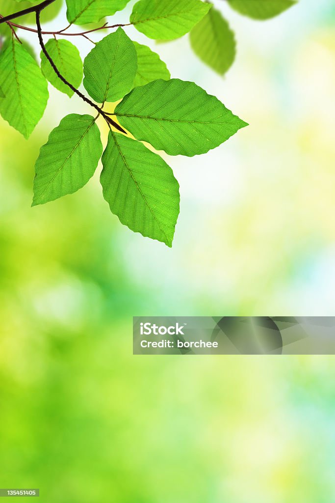 Fundo de folhagem verde XXXL - Foto de stock de Amarelo royalty-free