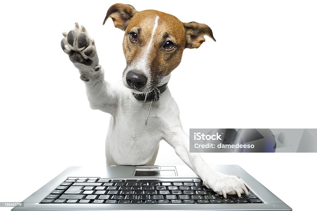 Dog browsing the internet dog high five Dog Stock Photo