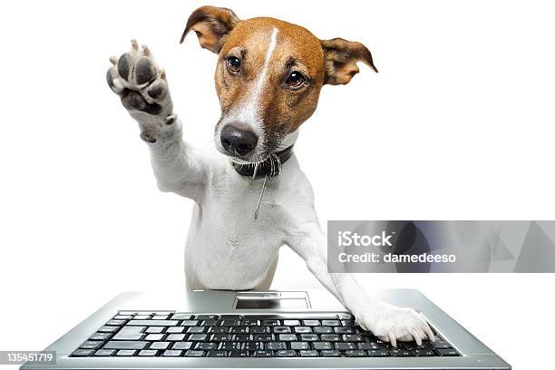Dog Browsing The Internet Stock Photo - Download Image Now - Dog, Computer, Computer Keyboard