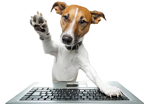 Pies przeglądanie Internetu – zdjęcie