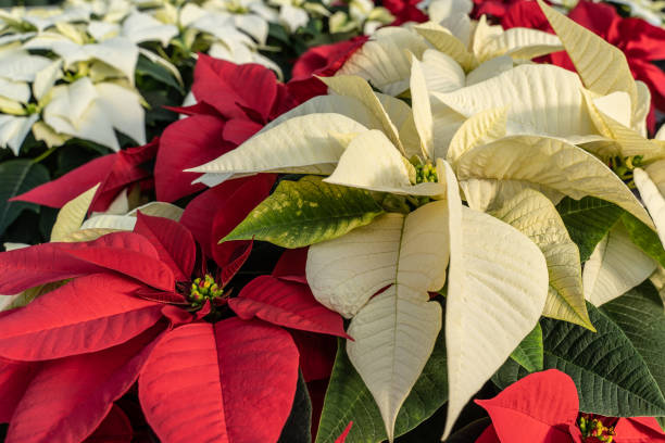 Red and White Poinsettia at Greenhouse Beautiful red and white poinsettia blooming in time for holiday season. poinsettia stock pictures, royalty-free photos & images