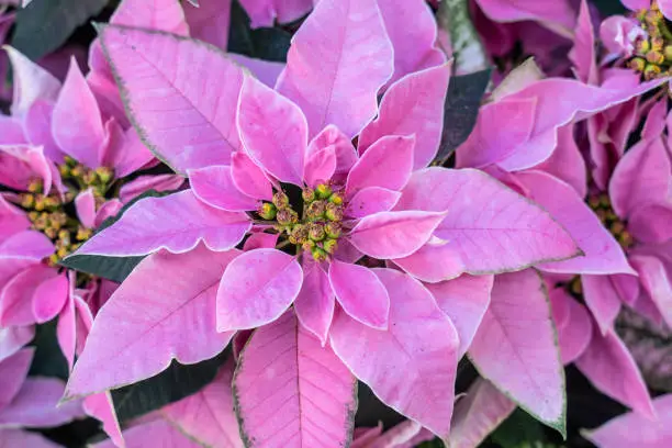 Close-up of beautiful pink poinsettia blooming in time for Christmas.