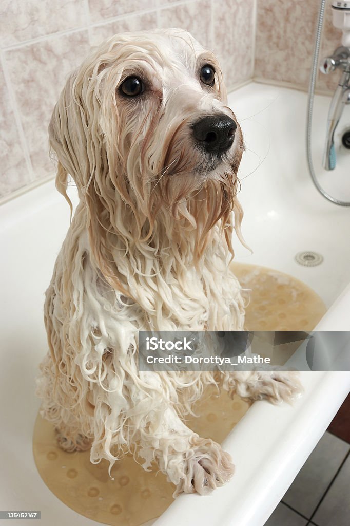 Bathing havanese dog A wet cream havanese dog is bathing in a tube and looking up Animal Stock Photo