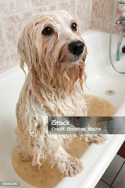 Bathing Havanese Dog Stock Photo - Download Image Now - Animal, Animal Hair, Bathroom