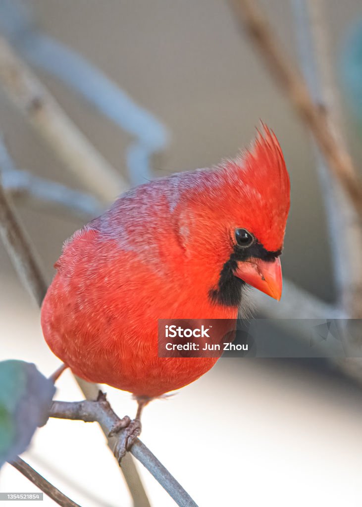 Cardinal Richmond hill Cardinal - Bird Stock Photo
