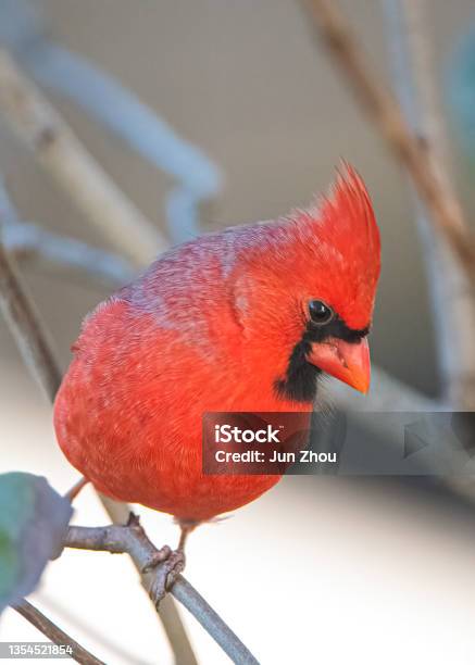 Cardinal Stock Photo - Download Image Now - Cardinal - Bird, Red, Animal
