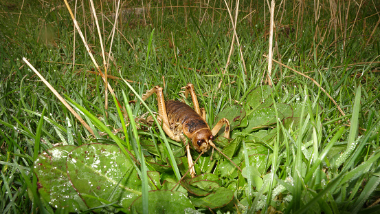 Stephens Island weta or Cook Strait giant weta on Maud Island predator-free sanctuary. These huge endangered insects are endemic to New Zealand.