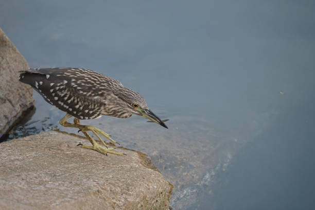 istock a Black crowned Night Heron, wild bird at nature 1354523565