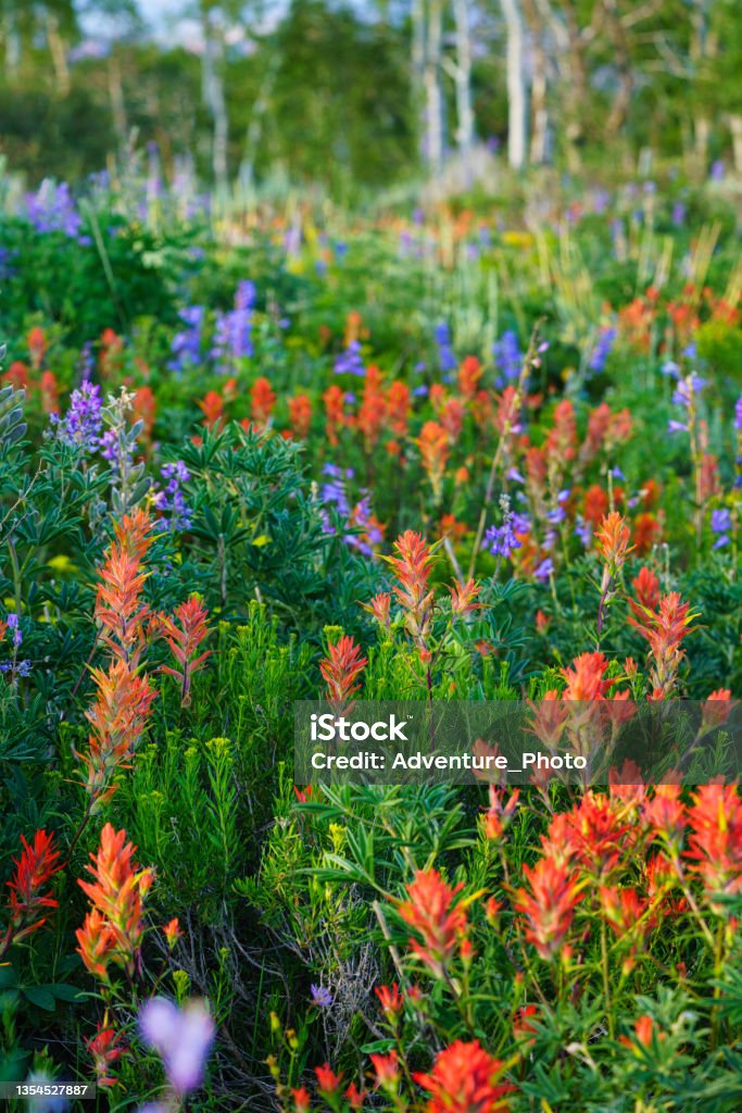 Wildflower Meadow Colorado Wildflower Meadow Colorado - Indian Painybrush and Lupine in lush mountain meadow scenic landscape. Colorado Stock Photo