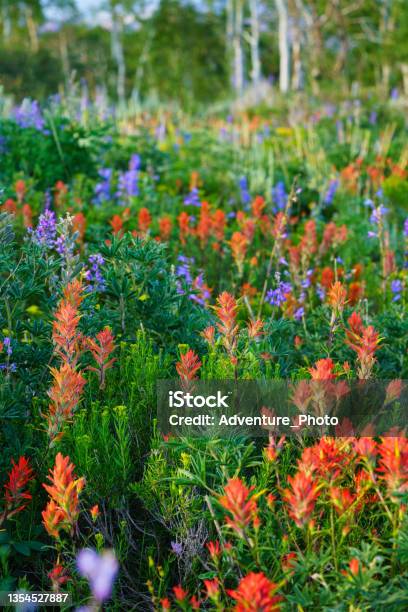 Wildflower Meadow Colorado Stock Photo - Download Image Now - Colorado, Lupine - Flower, Wildflower
