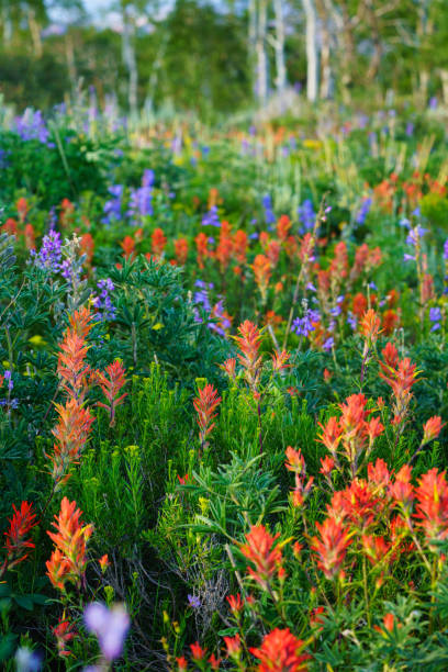 wildflower meadow colorado - wildflower flower colorado lupine - fotografias e filmes do acervo