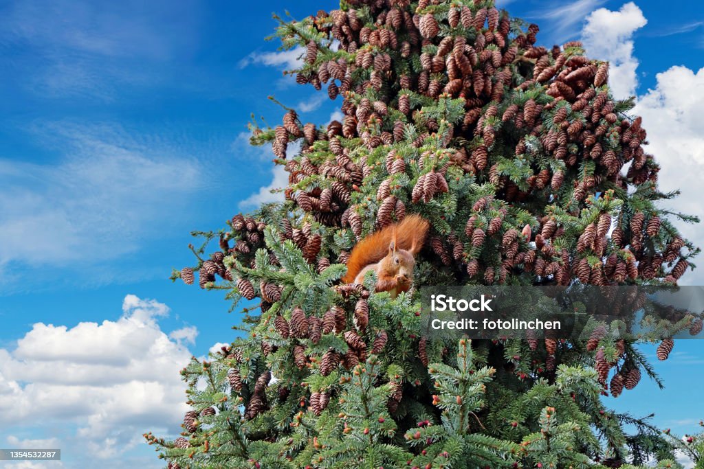 Squirrel feeds on the blossoms of the spruce The little squirrel eats the spruce blossoms high up in the tree. Blossom Stock Photo