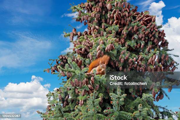 Squirrel Feeds On The Blossoms Of The Spruce Stock Photo - Download Image Now - Blossom, Spruce Tree, Tree