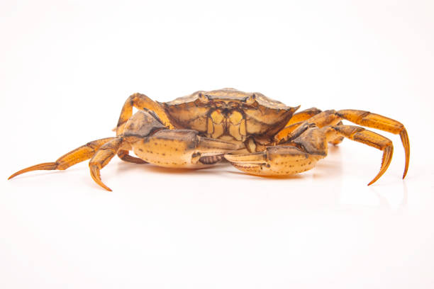 istock Yellow sea crab on a white background. 1354532393