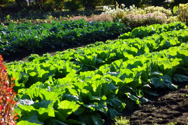 istock Fresh feeling of field crops 1354535834