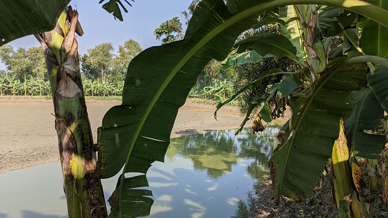 Beautiful Nature in Bangladesh