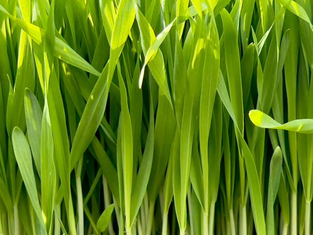 piante di erba d'orzo - barley grass foto e immagini stock