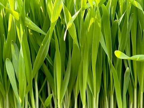 Horizontal closeup photo of young vibrant green Barley plants growing in an organic garden in Spring