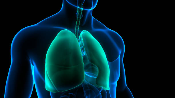 istock Human Respiratory System Lungs Anatomy 1354543951
