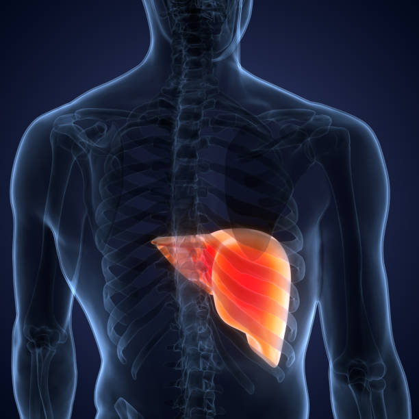 istock Human Internal Digestive Organ Liver Anatomy 1354543977
