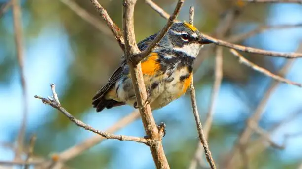 Photo of Yellow Rumped Warbler